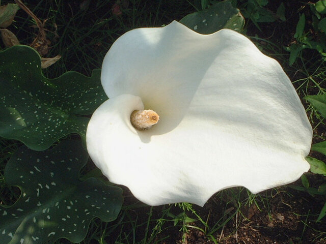 7月28日の誕生花 露草 白粉花 撫子 カラー かぎけん花図鑑