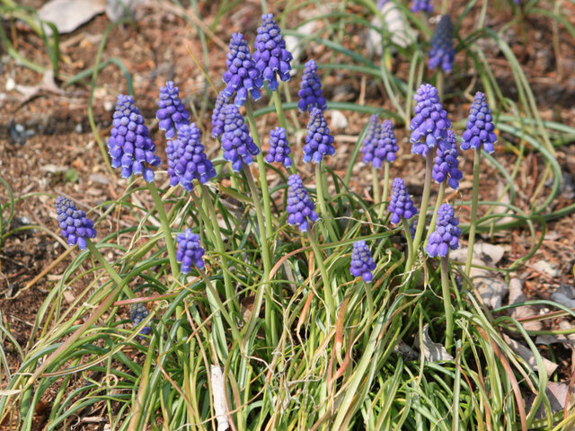 Muscari armeniacum