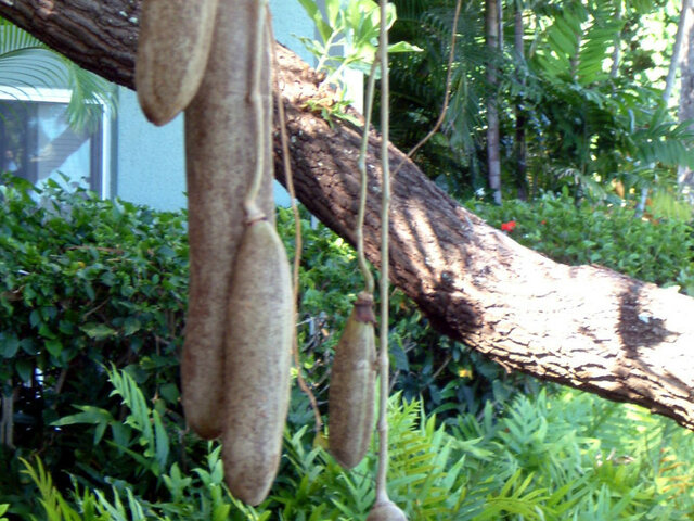 sausage tree
