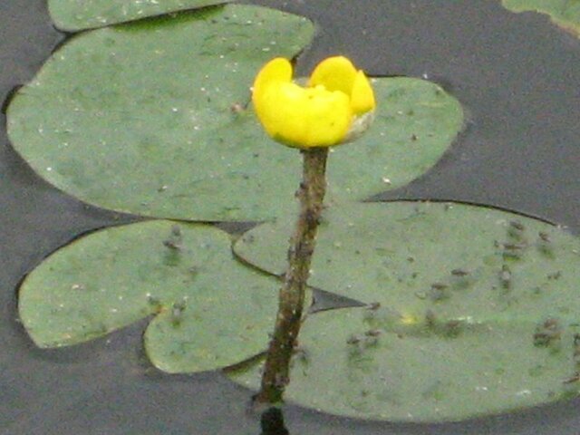 Nuphar subintegerrimum