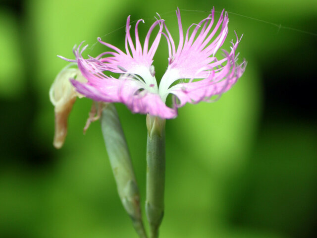 Dianthus longicalycinus