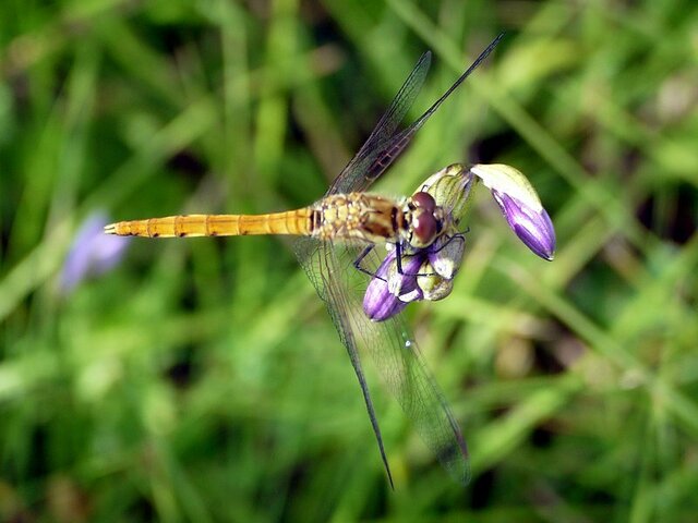 誕生花 7月9日 ホスタ 菩提樹 科技研花图画书