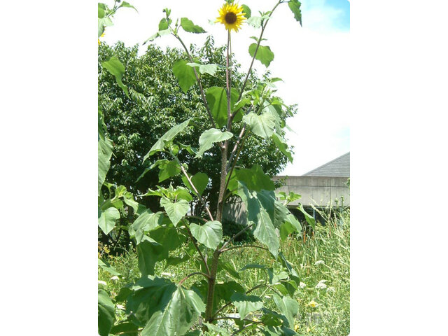 Helianthus cucumerifolius