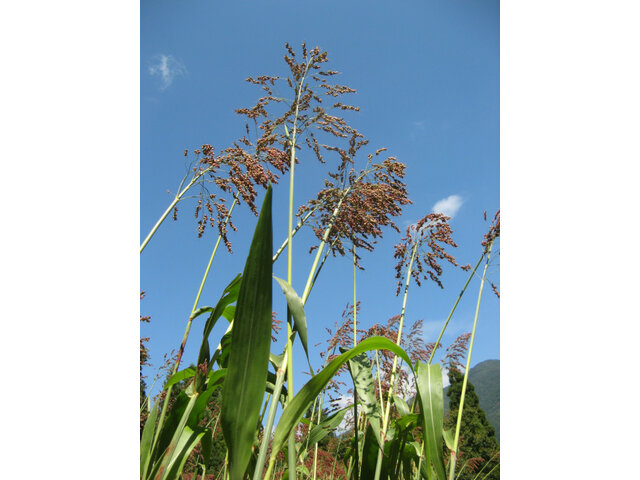 Sorghum bicolor