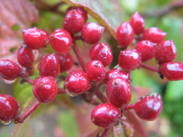 Viburnum dilatatum