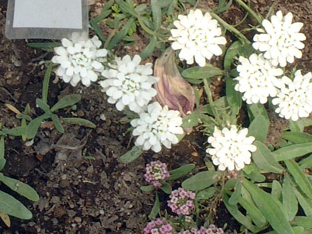 Candytuft