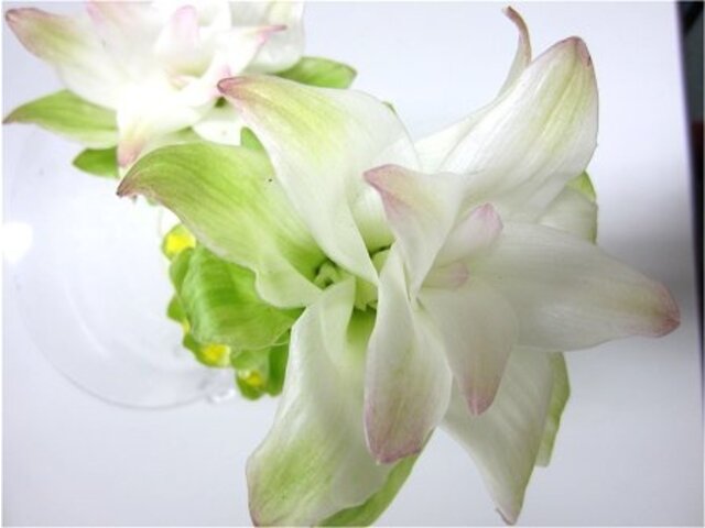 ウの花 かぎけん花図鑑