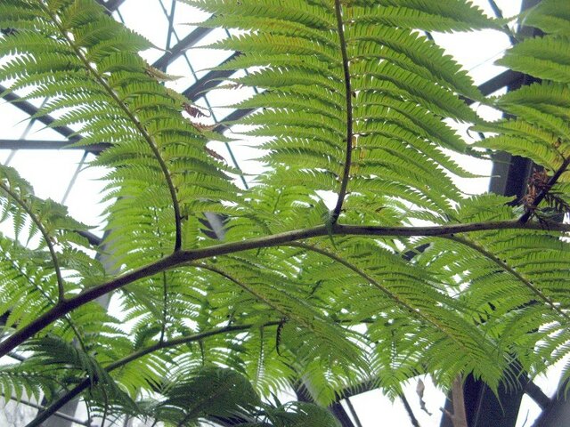 亜熱帯のシダ　ヒカゲヘゴ　奄美大島産　② ヒカゲヘゴ Cyathea lepifera