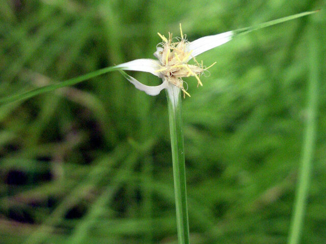 starrush whitetop