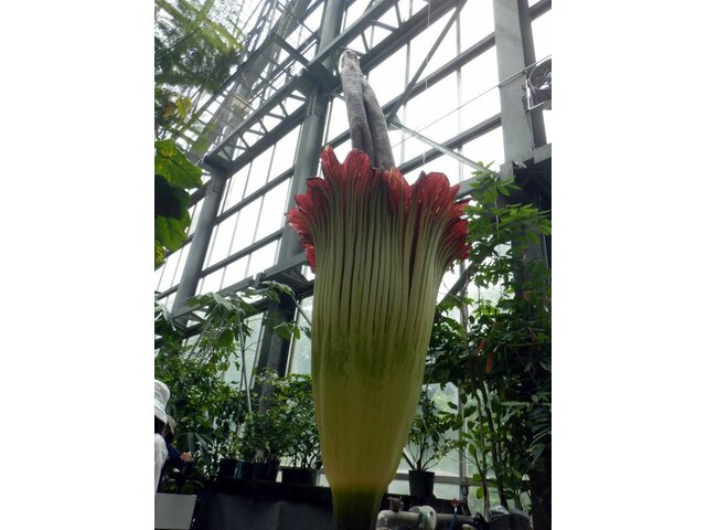 世界最大の花「燭台大蒟蒻」、本日つくばで開花中（2023年5月28日、つくば植物園）