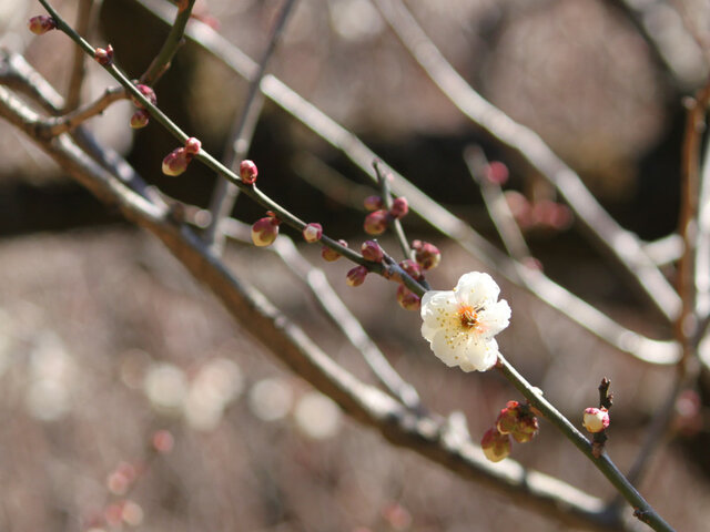 Prunus mume 'Myojo'