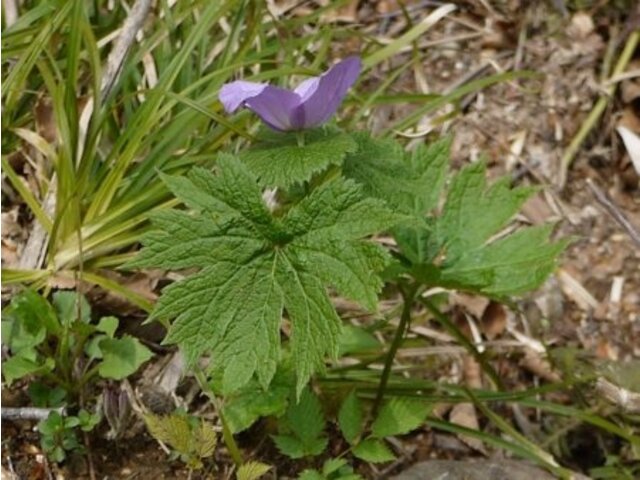 白根葵 Glaucidium Palmatum 科技研花图画书 白根葵 Glaucidium Palmatum 科技研花图画书