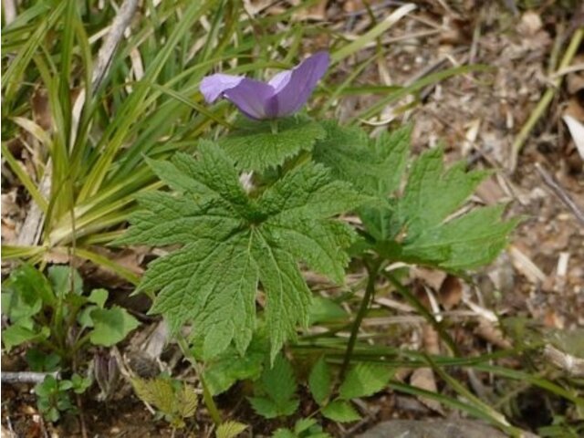 Glaucidium palmatum