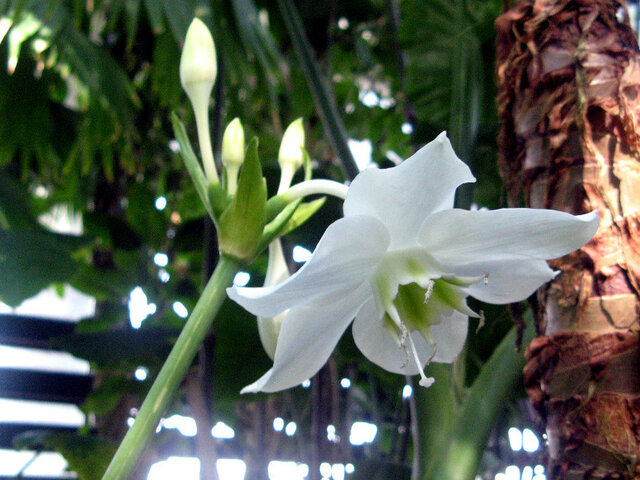 Eucharis lily