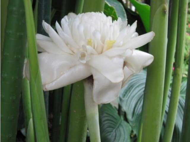 Torch Ginger 