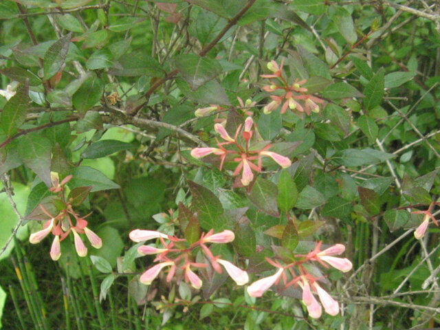 Abelia grandiflora