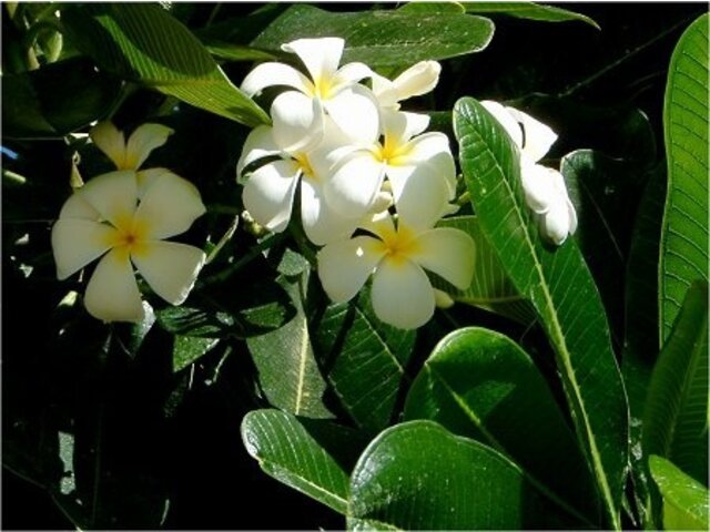 プルメリア Plumeria Sp かぎけん花図鑑