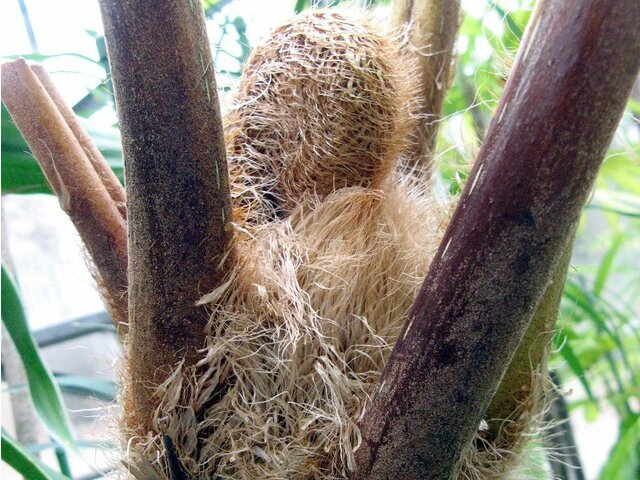 Flying Spider-monkey Tree Fern