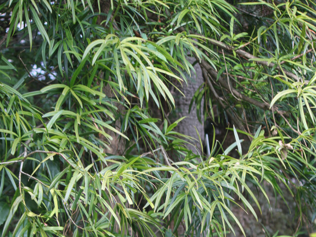 Podocarpus neriifolius