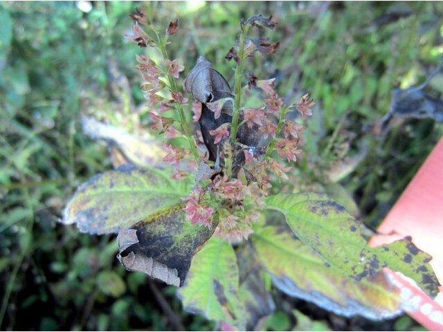 Collinsonia japonica