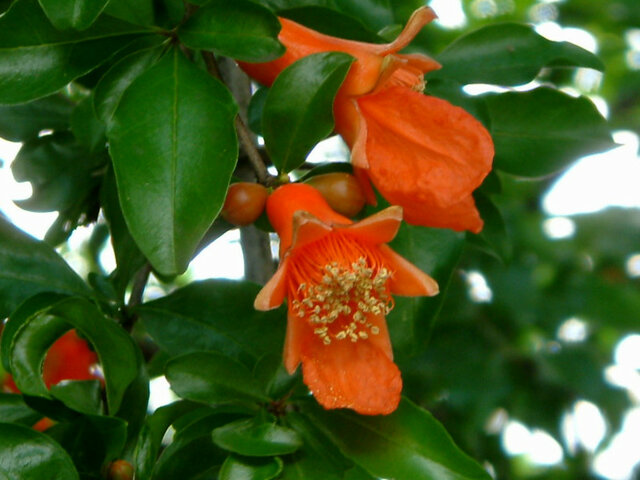 誕生花　8月7日　ザクロの花