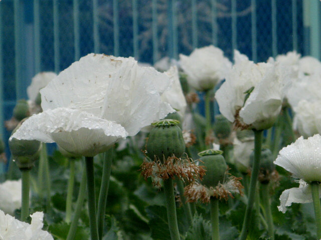 アヘンケシ | Papaver somniferum | かぎけん花図鑑