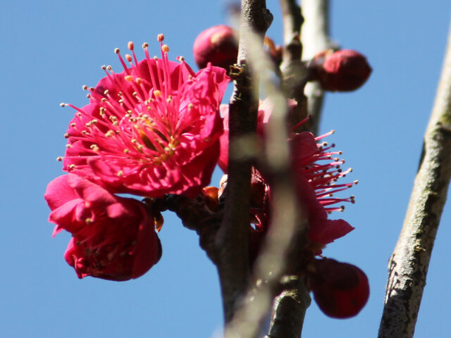 梅花 '佐橋紅'