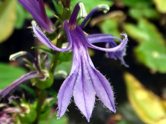 10月30日の誕生花 ロベリア サワギキョウ 科技研花图画书