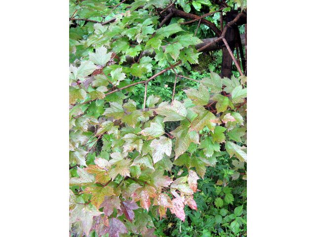 Viburnum sargentii