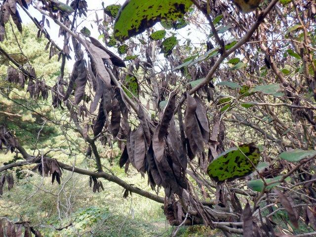 Cercis chinensis