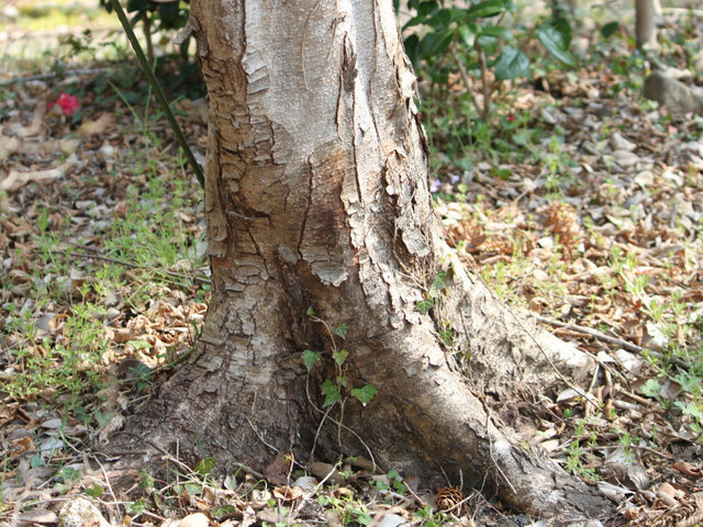 Japanese hophornbeam