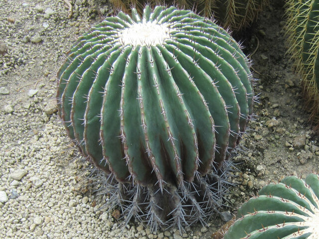 Mexican giant barrel cactus