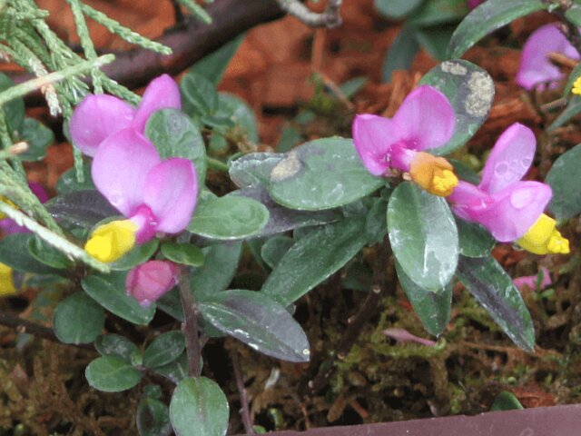 トキワヒメハギ Polygala Chamaebuxus Var Grandiflora かぎけん花図鑑