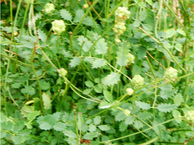 サラダバーネット Sanguisorba Minor かぎけん花図鑑