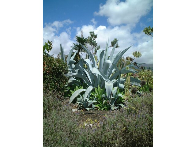 Agave franzosinii cactus