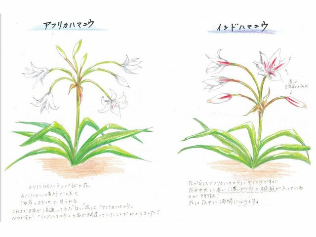 Crinum latifolium
