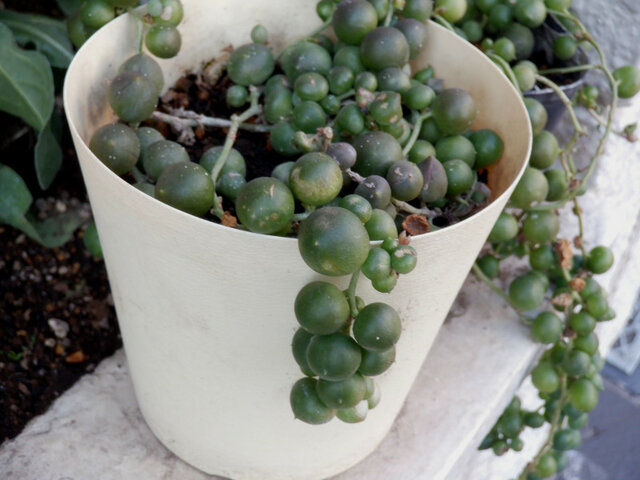 Senecio rowleyanus