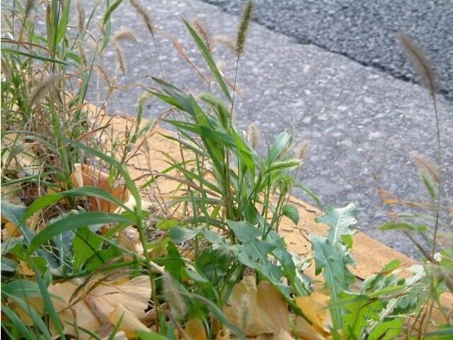 エノコログサ Setaria Viridus かぎけん花図鑑