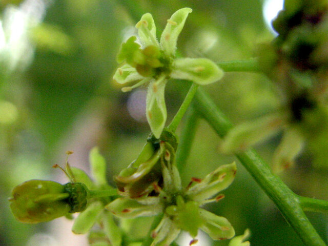 Machilus thunbergii