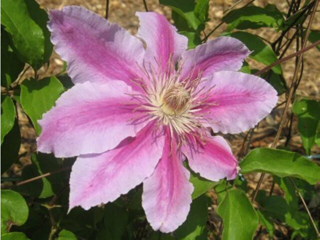 Clematis