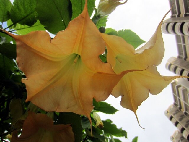 Brugmansia