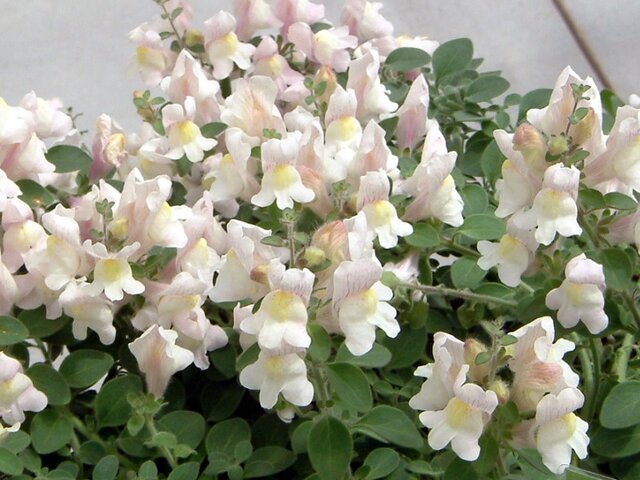 Snapdragon 'Lavella'