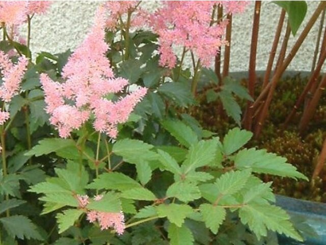 アスチルベ Astilbe Arendsii かぎけん花図鑑