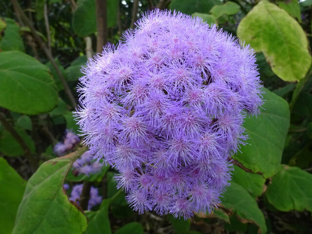 紫茎泽兰
