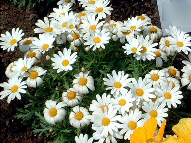 Marguerite