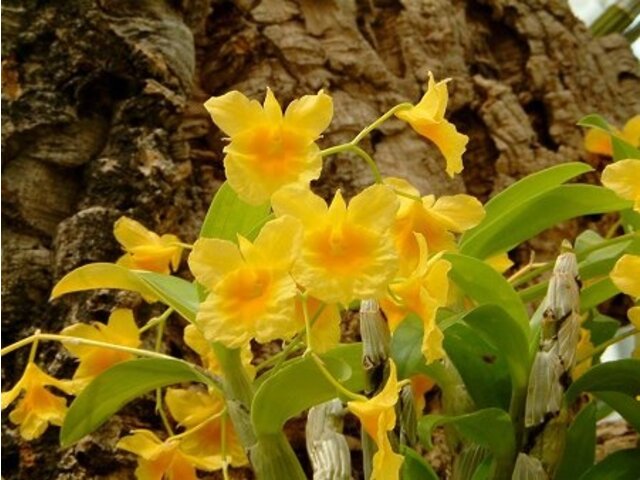 Dendrobium