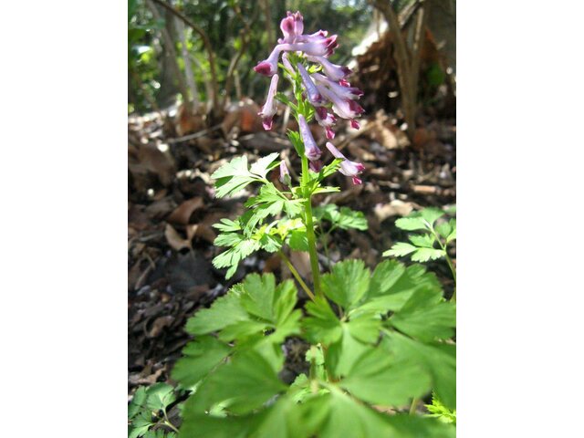 Corydalis incisa