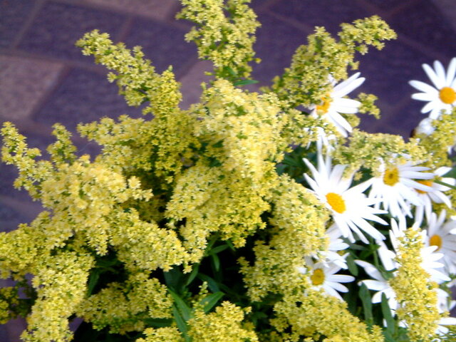 Solidago