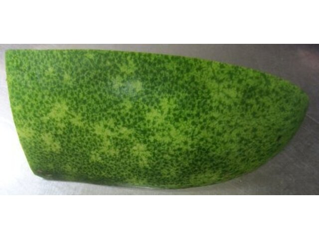 Winter melon