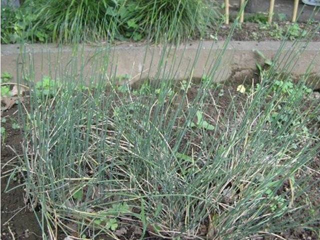 Ephedra sinica